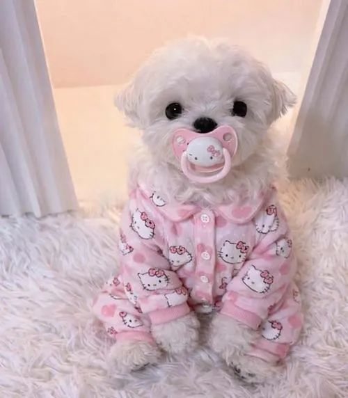Hình đại diện cún Poodle mang biểu cảm ngây thơ đầy mềm mại