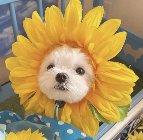 Hình đại diện chó con dễ thương hợp mọi nền tảng mạng xã hội