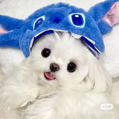 Tone màu ấm khiến thú cưng trông hiền khô và vô hại