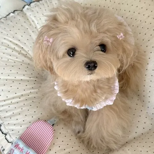 Hình avt Zalo cún Shiba khoe ánh mắt ngây thơ nhìn là thích