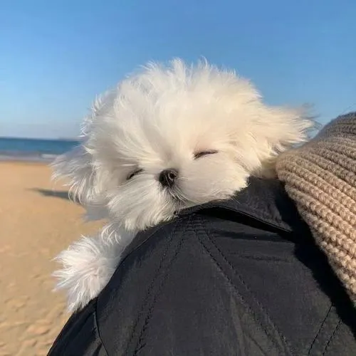 Avatar chó con đáng yêu cho ai không thích ảnh chân dung