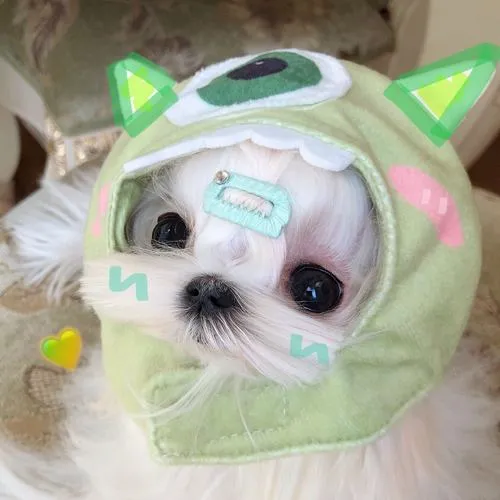 Màu lông sáng tăng cảm giác mềm mại cho thú cưng