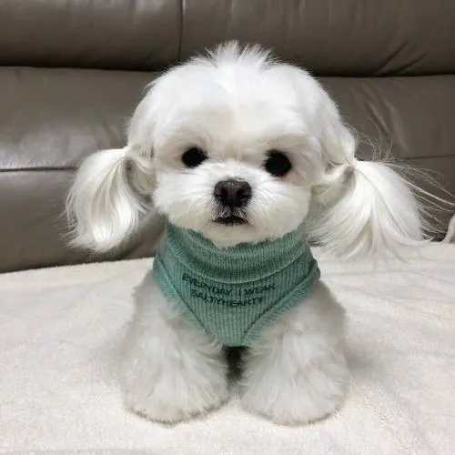 Ảnh đại diện cá nhân cún con với tai cụp rất hiền