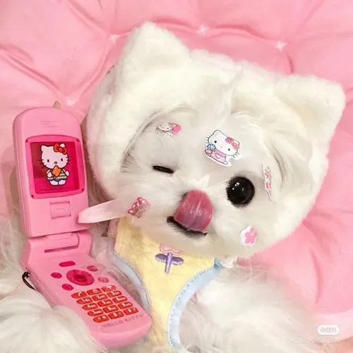 Ảnh đại diện cún con với ánh mắt ngây thơ tạo cảm giác ấm áp