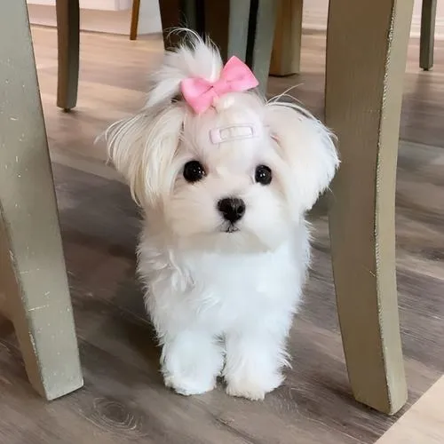 Hình profile chó con nổi bật lông mềm cùng biểu cảm hiền