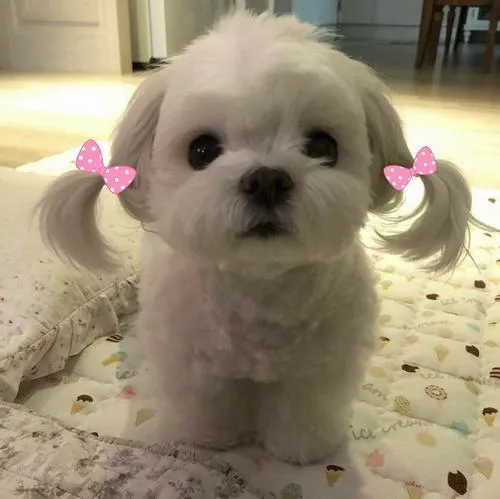 Hình đại diện ngộ nghĩnh cún con với lông bông xù