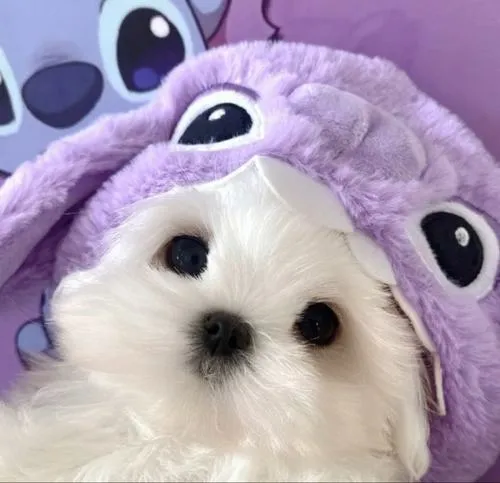 Ảnh profile chó con cún con mang sự vô hại