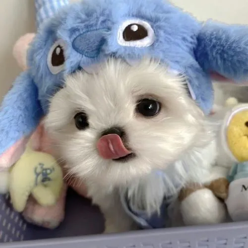 Hình đại diện ngầu cún con với đôi mắt to cuốn hút