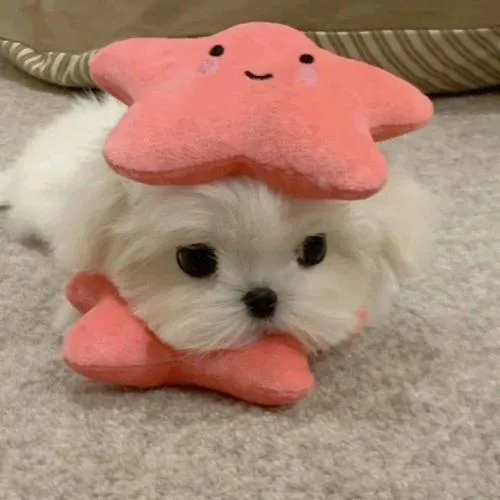 Avatar cún con cún con với biểu cảm hiền