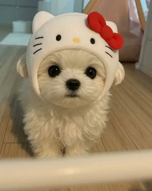 Ảnh avatar Zalo cún con nhìn hoài không chán