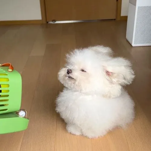 Ánh sáng và nền đơn giản giữ cảm xúc nhẹ nhàng