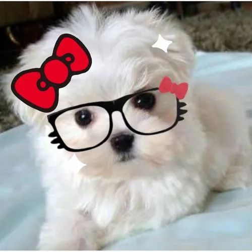 Ánh sáng mềm làm cún con thêm dễ thương và gần gũi