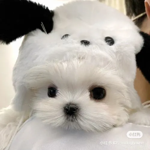 Ảnh đại diện cún cute cún con rất đáng yêu