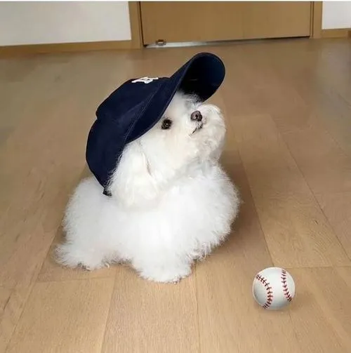 Nền sáng làm lông mềm trông tan chảy