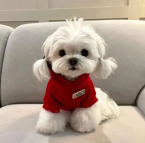 Hình đại diện cute cún con mang vibe chữa lành