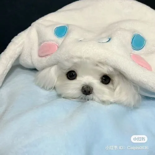 Màu sắc tổng thể dịu khiến cún con thân thiện