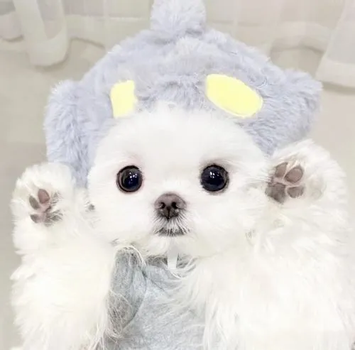 Nền ảnh sáng làm lông mềm trông mềm mại hơn