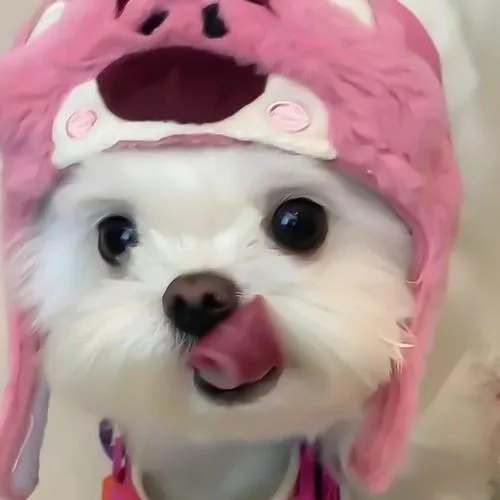 Hình profile cún con mang cảm giác gần gũi