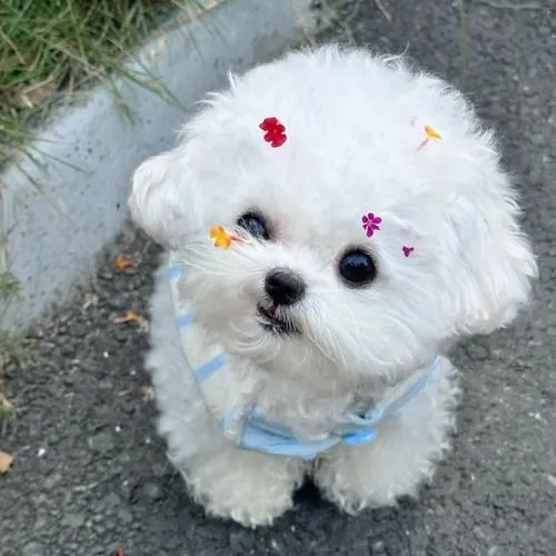 Màu sắc mềm mại làm động vật nhỏ thêm tan chảy