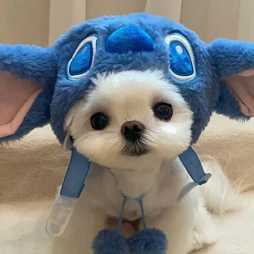 Ảnh profile cún con đáng yêu cho người thích cảm giác chữa lành