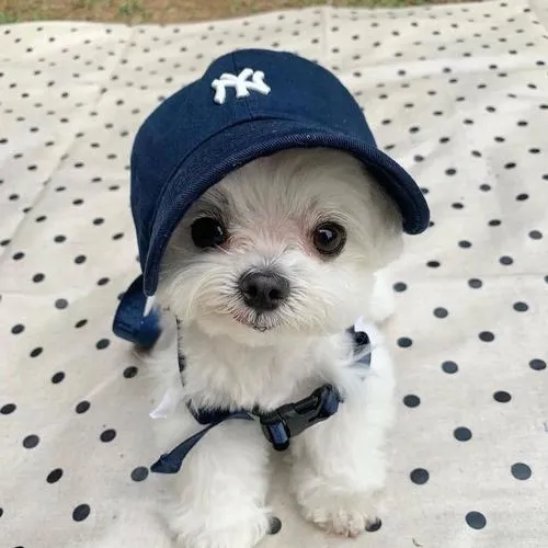 Ảnh trang cá nhân cún Phốc sóc với biểu cảm hiền dễ mến