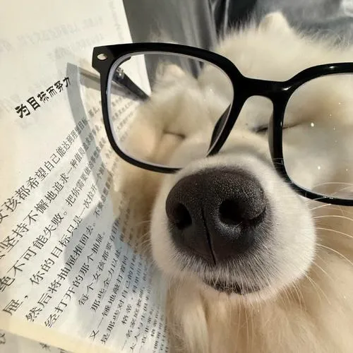 Dùng đạo cụ đời thường sai mục đích tấu hài