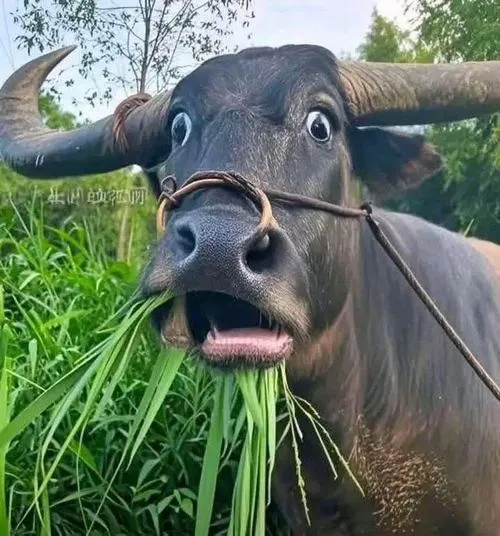 Ảnh profile Tiktok phong cách bựa lầy mà vẫn lịch