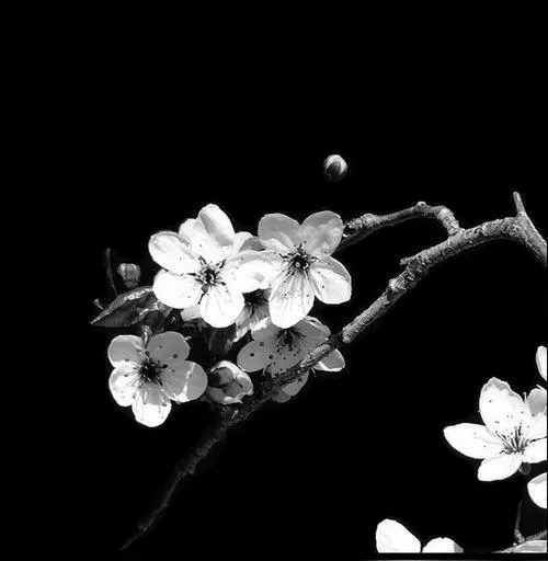 Ảnh đại diện phong cách tối giản dùng tương phản thấp tạo cảm giác trầm