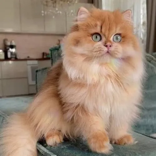 Phong cách hình ảnh mèo nhà với ánh sáng nhẹ nhàng gần gũi