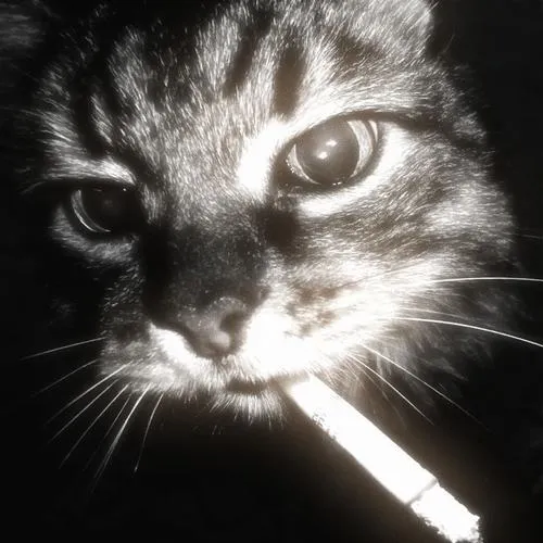 Hình avatar cute mèo nhà khoe tai mèo tai dựng tinh nghịch