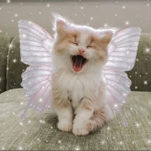 Bức hình nghệ thuật mèo nhà tạo cảm giác tổng thể nhẹ nhàng