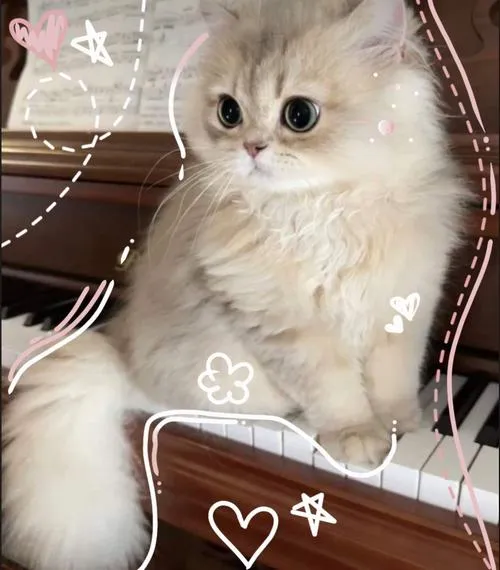 Bố cục hình ảnh mèo nhà nhấn khung hình cân đối