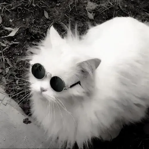 Vibe hình ảnh mèo nhà gợi gần gũi đời thường