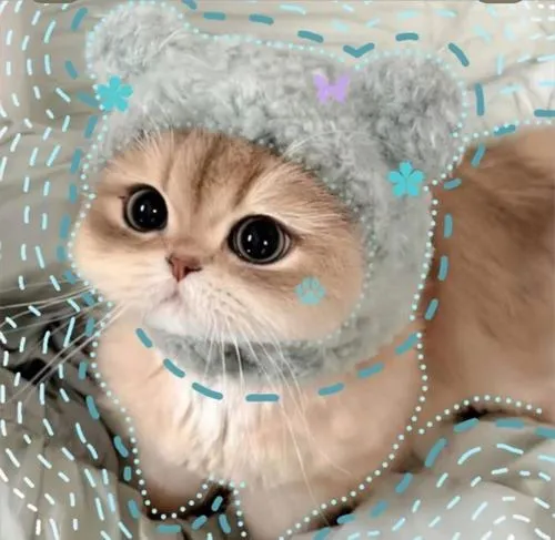 Phong vị hình ảnh mèo nhà mang nét tự nhiên sinh động