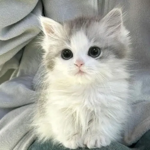 Hình đại diện cá nhân mèo nhà nổi mũi hồng đáng yêu