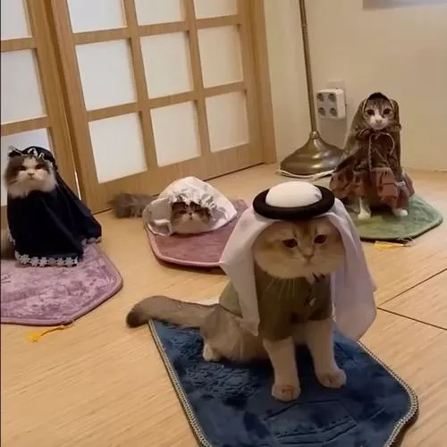 Ảnh đại diện mèo nhà với phông nền phông nền đơn giản