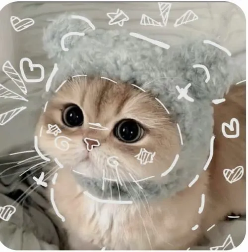 Ảnh profile mèo tập trung ánh mắt nhìn là dính