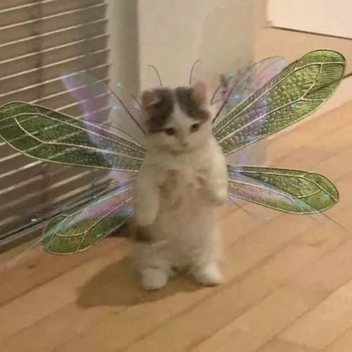 Ảnh avatar mèo nhà với đầu và tai cân đối