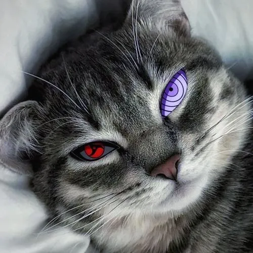 Hình đại diện cute mèo nhà thể hiện biểu cảm khuôn mặt ngơ ngác