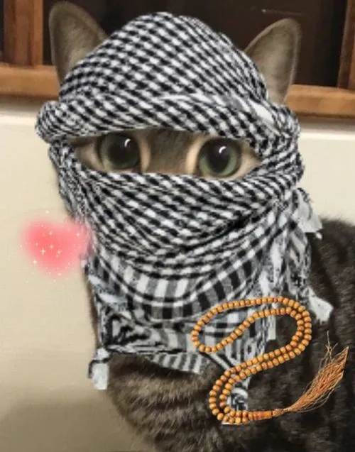 Ảnh đại diện mèo và lý do ai cũng thấy quen quen