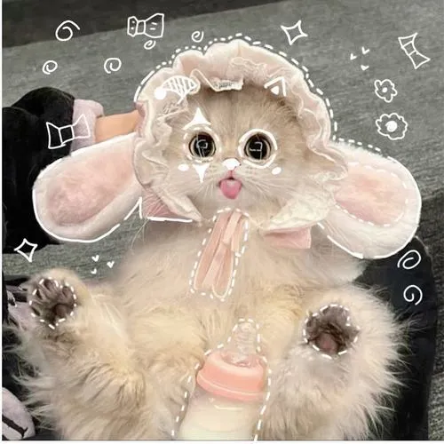 Ảnh avatar mèo nhà thể hiện ánh mắt tạo kết nối người xem