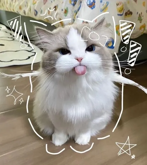 Ảnh profile mèo khiến trang cá nhân mềm hẳn đi