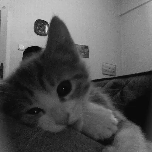 Avatar mèo cô đơn nhấn ánh mắt truyền tải tâm trạng buồn