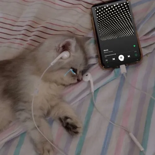 70 Ảnh Avatar Mèo Buồn phù hợp những ngày tâm trạng cô đơn trầm lắng