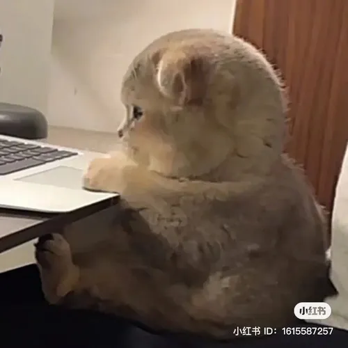 Ánh mắt của mèo chìm trong sắc lạnh lặng im