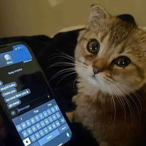 Avatar mèo tâm trạng gợi cảm xúc trầm không phô trương