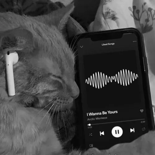 Gương mặt mèo chìm trong màu sắc trầm