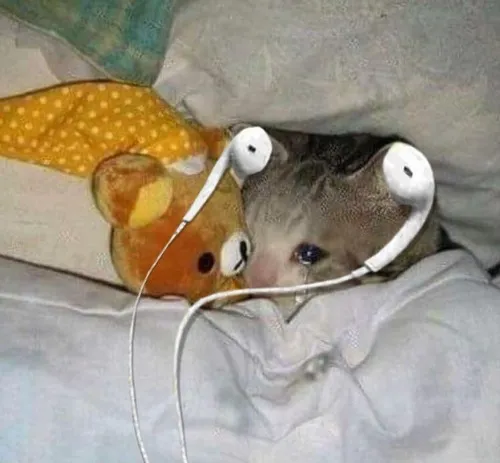 Avatar mèo cô đơn mang nét buồn dễ thương chữa lành