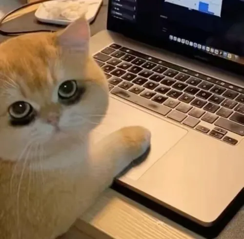 Tư thế mèo co nhẹ gợi cô đơn và trầm lắng