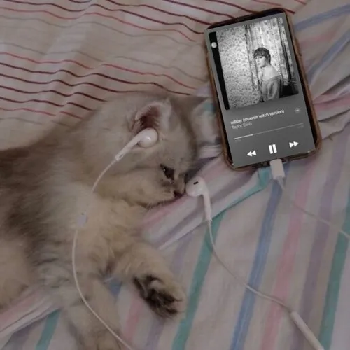 Ảnh đại diện mèo buồn nhẹ, nhìn vào là thấy lòng chậm lại